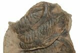 Asaphid Trilobite With Partials - Taouz, Morocco #195824-1